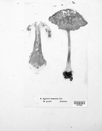 Agaricus muscarius image